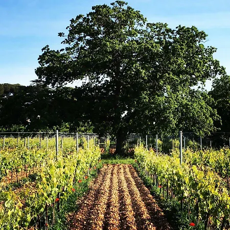 Masseria Croce Piccola - Wineyard * Martina Franca
