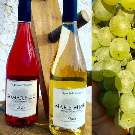 Country house Masseria Croce Piccola - Wineyard