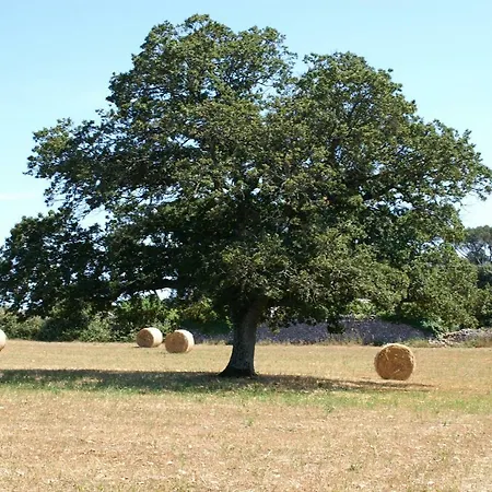 Country house Masseria Croce Piccola - Wineyard